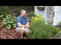 Chefs choice rosemary  garden plants with jimputnam