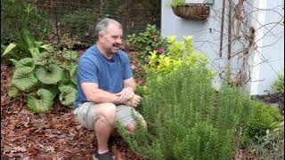 Chef's Choice Rosemary - Garden Plants with @JimPutnam
