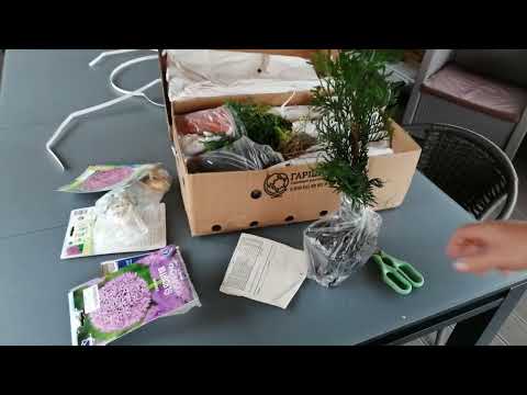 ГАРШИНКА - ПЛЮС