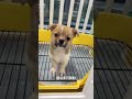 #狗狗 #萌宠 #萌宠出道计划 #领养小狗指南