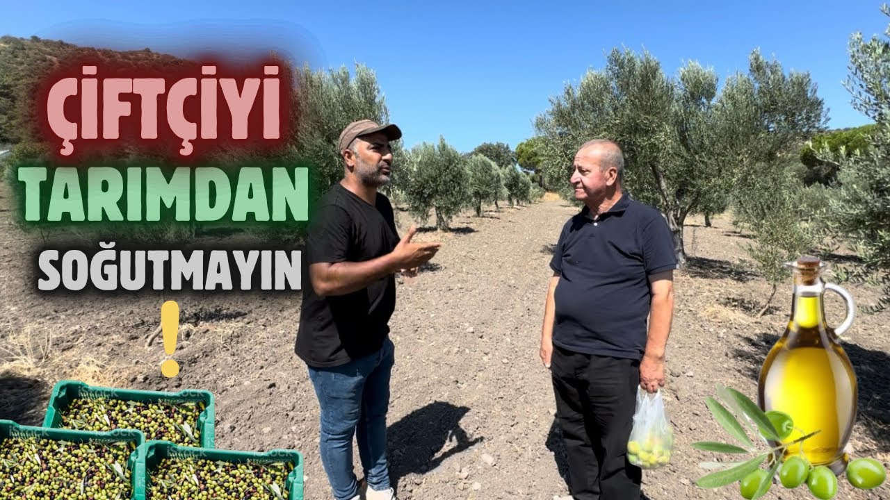 2024 Zeytin Piyasası Nasıl Olur?