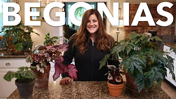 Are begonias easy to care for?