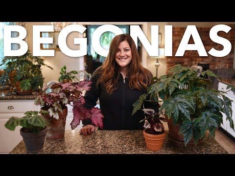 Видео: Дотоод begonia: төрөл, тайлбар, гэрэл зураг, арчилгаа, нөхөн үржихүй