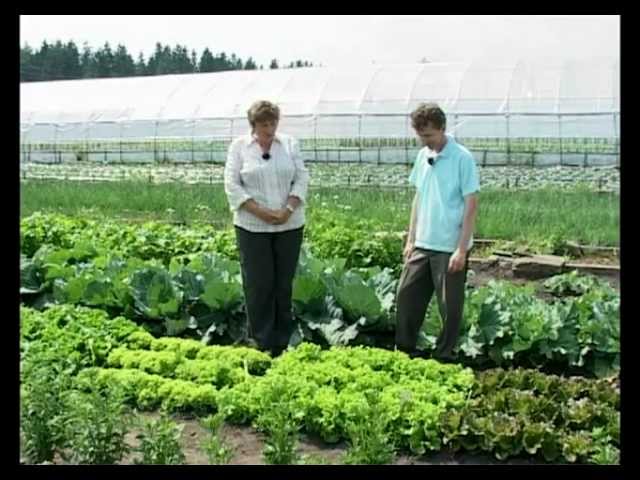 Сад и огород. Салат, базилик, шпинат | Garden. Lettuce, basil, spinach