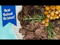 MOST SUPREMELY, SAVORY, TENDER, JUICY BRISKET YOU'LL EVER TASTE!! // & Delicious Rosemary Potatoes🌿