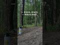 — Knock, knock — Who's that— You.. #dadjokes #jokes #humor #shorts #bird #joke