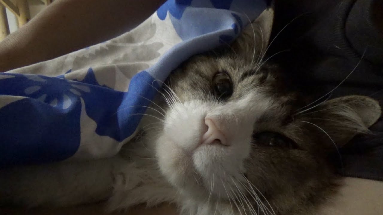 布団セット ニトリ Sleeping with Boss Cat