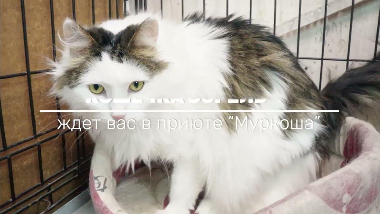 СОРЕЛЬ - YouTube