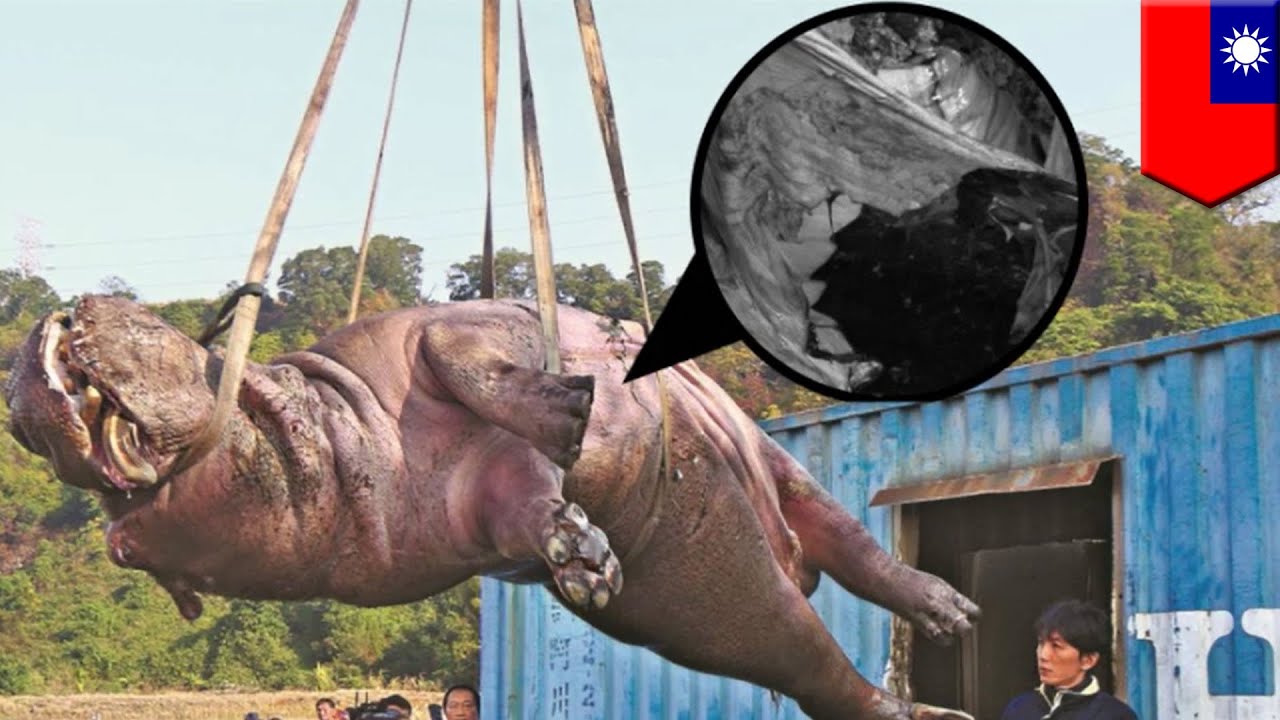 Трагическая гибель гиппопотама - YouTube