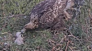 Kaljukotkas2 ::Golden Eagle~Female is feeding her little eaglet~7:18 am 2024/05/08