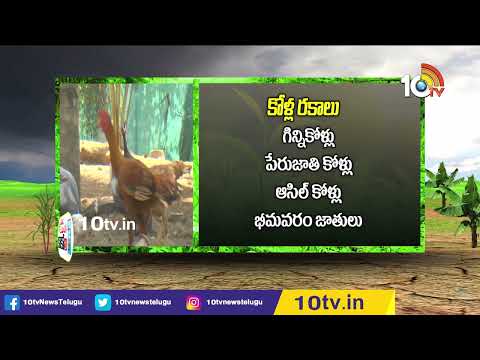 కొబ్బరితోటలో చేపలు, కోళ్ల పెంపకం | Sameekrutha Vyavasayam | Integrated Farming | 10TV Agri