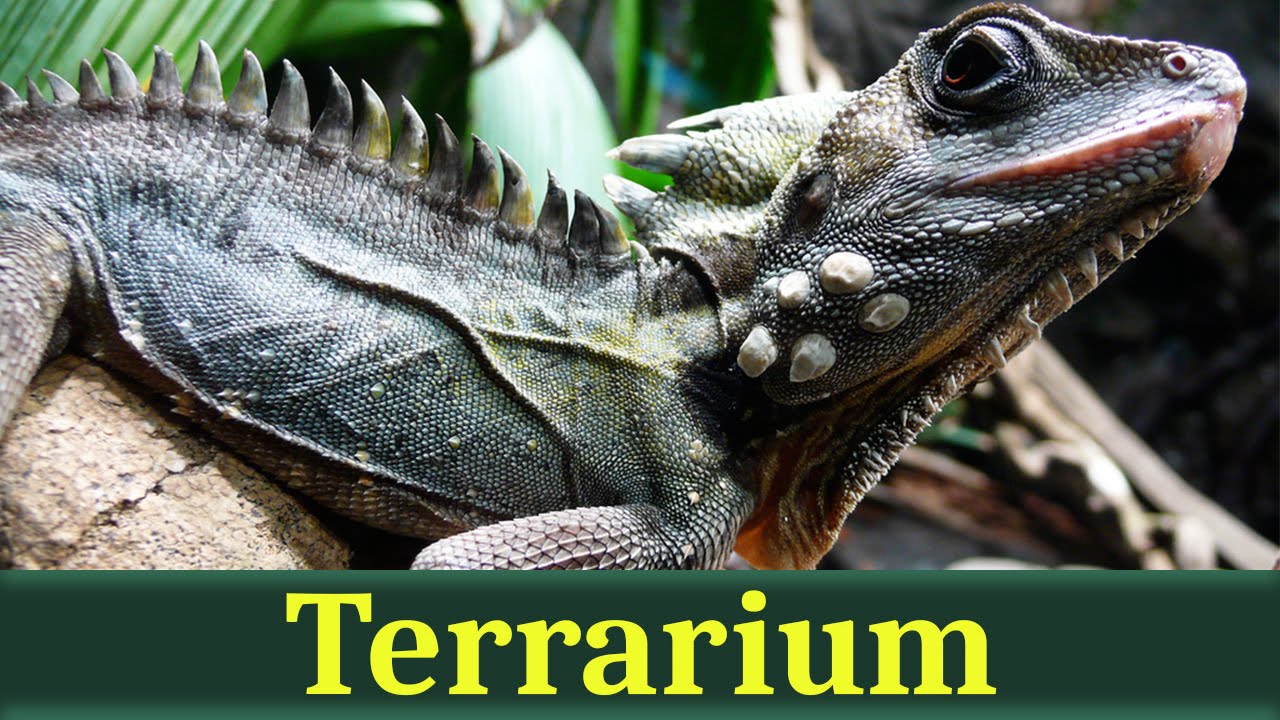 Австралийский лесной дракон (лат. Hypsilurus boydii)