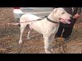 Bully kutta tiger beautiful and powerful bully dog by faisal pardesi tv