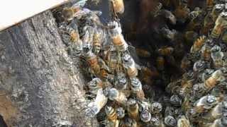 Honey Bees Festooning