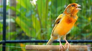 أغنية الكناري المذهلة لمدة 10 دقائق للإحماء HD – Canary Warm Up 332 screenshot 2