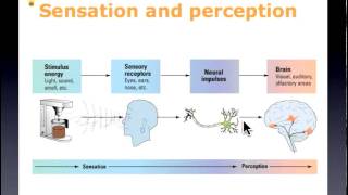 psych319 Chapter 4 Part 1