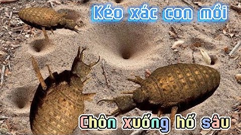 Hãi hùng KIẾN SƯ TỬ (con Cút đất) tiêm ‘thuốc độc’ ăn thịt, Kéo xác con mồi xuống hố sâu