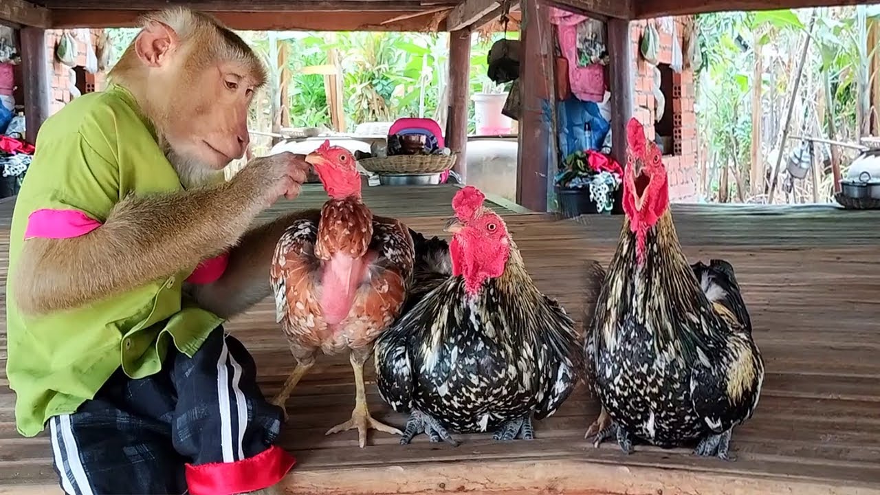 Don't Touch Sister ! ToTo Shouting Loudly During SokYaa Hug Sister