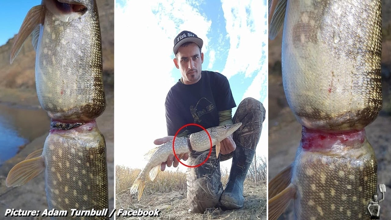 Man finds fish growing with plastic Powerade wrapper around it