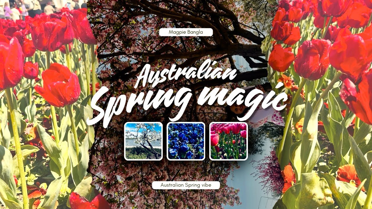 Australian Spring Magic| বসন্ত এসে গেছে অস্ট্রেলিয়ায়। # ...