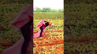 advanced machine for harvesting potatoes #shorts