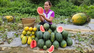 Harvest Watermelon Garden In The Field  Build Pig Barn Floors  Lý Thị Ca