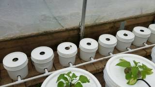 Greenhouse Update May 28th 2017 and Outdoor Gardens