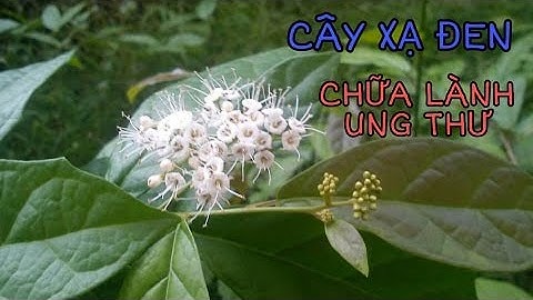 Bật Mí Tác Dụng Của Cây Xạ Đen Đối Với Sức Khỏe Con Người