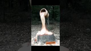 Chainsaw MaestroTransforms Tree Stump Into Astonishing Illusion Of Water Pouring From A Bucket#shots