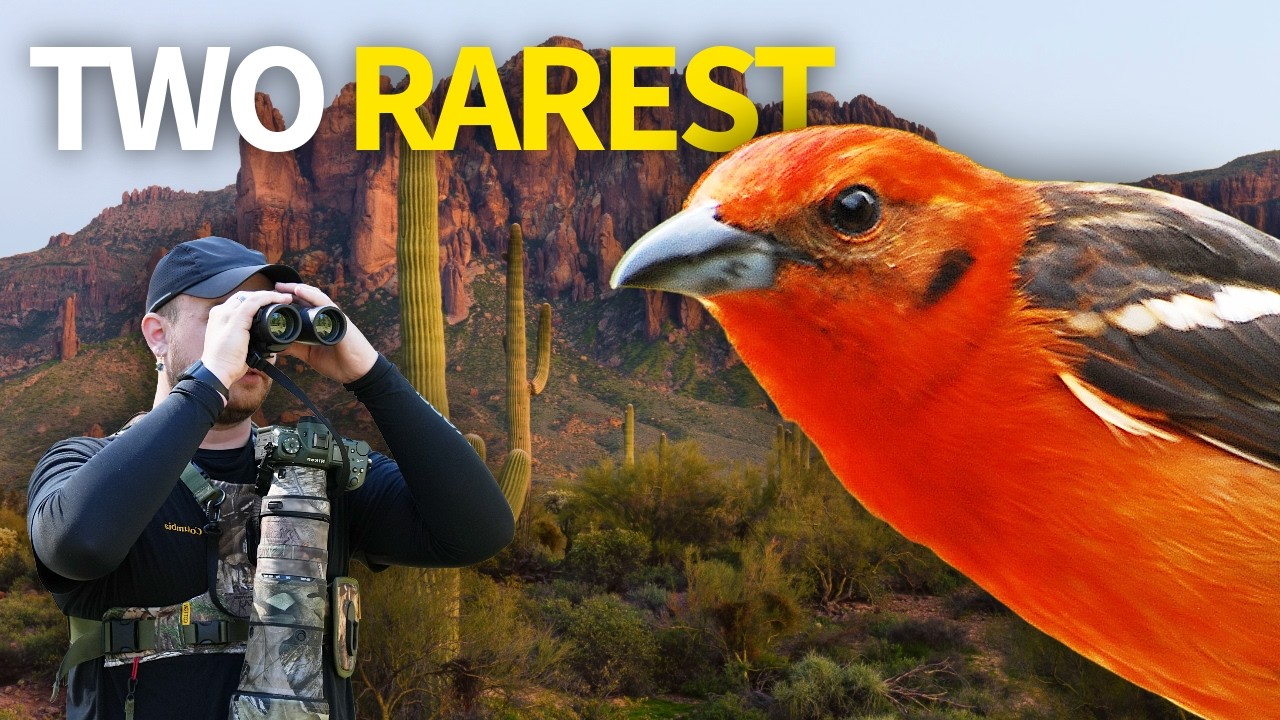 We Found the Two RAREST Birds in Arizona