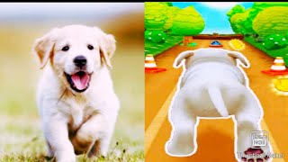 Pet Run ! Dog Run || Android gameplay | screenshot 1