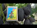 Самая крупноплодная форма винограда - Алвика