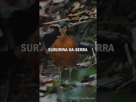 NOVA ESPÉCIE de AVE é Descoberta na Amazônia: o “Dodô brasileiro” que não tem medo de humanos?