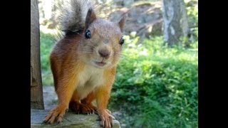 The Largest Frozen Squirrel Fart I Have Ever Seen.