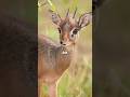 CY Smallest Antelope Survives by Being Tiny 🦌👀️#animals #funny #shortfeed #science #antelope