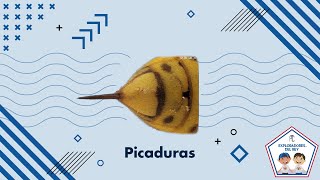 Primeros Auxilios - Picaduras