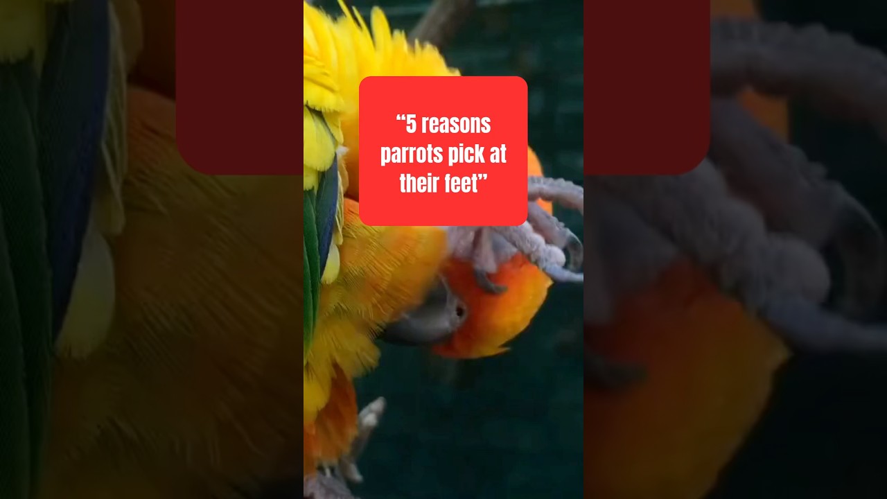 5 reasons parrots pick at their feet 