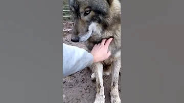 Wolf In So Attitude Mood 