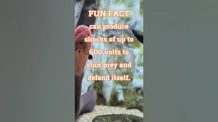 FUN FACT Electric Eels Can Produce Shocks Of 600 Volts | Fish #shorts #facts #fish #eel