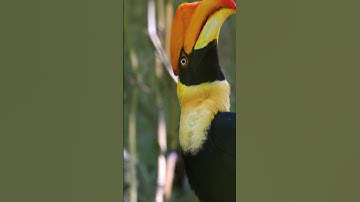 Hornbill sound | Hornbill sound video | Hornbill video  #animalsouds #birds #shortvideo