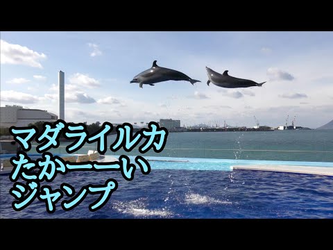 マダライルカ ジャンプの練習をしています【四国水族館】Pantropical