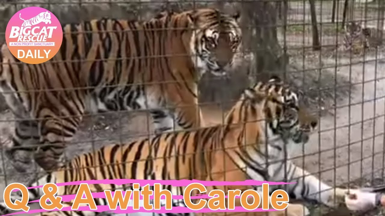 leopard print Q&A with Carole~ 04072018