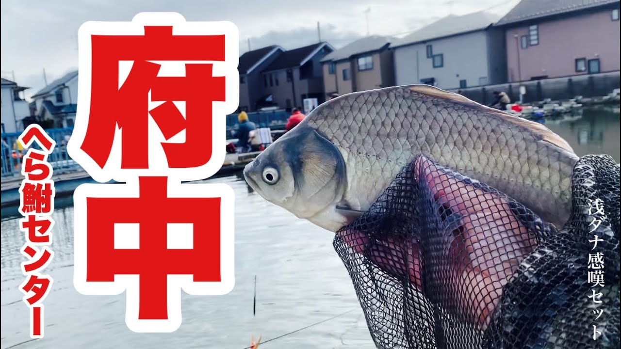 魚が年中イキイキしている水温高い管理釣り場 府中へら鮒センターでへらぶな釣り