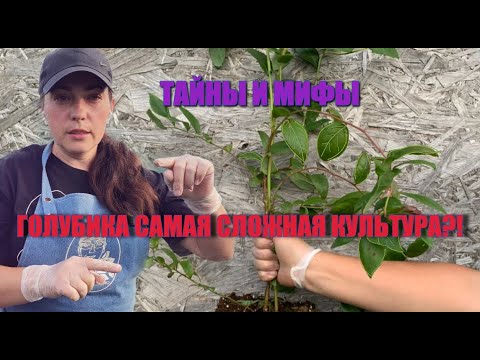 Vídeo: Fertilitzant AVA: Collita Sana, Terra I Nosaltres