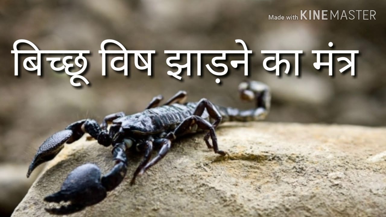 Animals scorpions