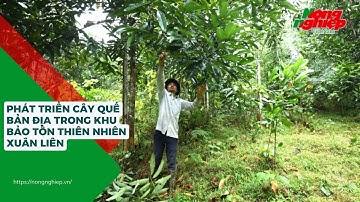 Phát triển cây quế bản địa trong Khu bảo tồn thiên nhiên Xuân Liên