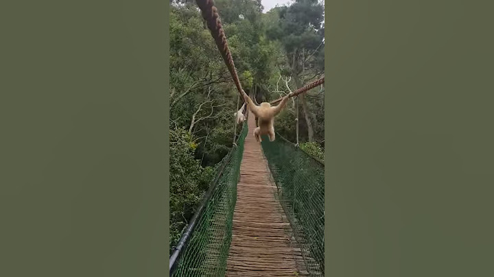 Gibbon swinging on Swingbridge