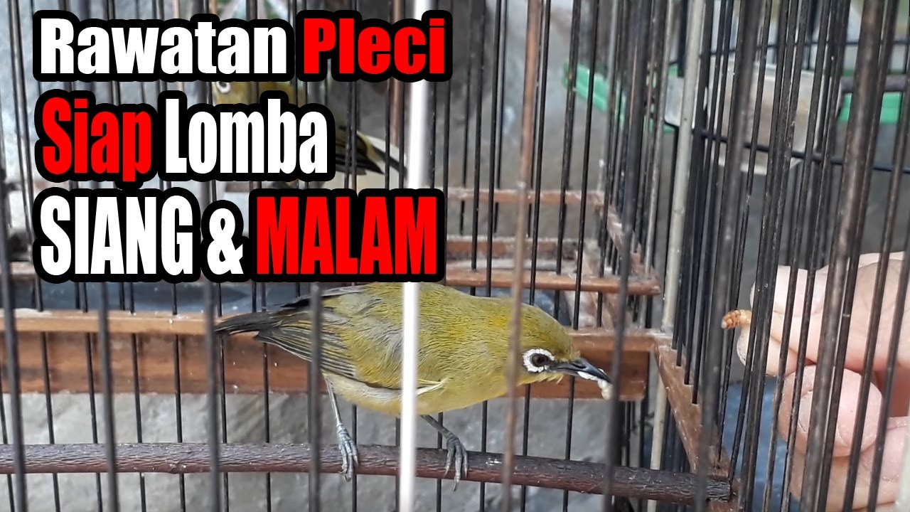 Rawatan Pleci - Siap Lomba Siang dan Malam