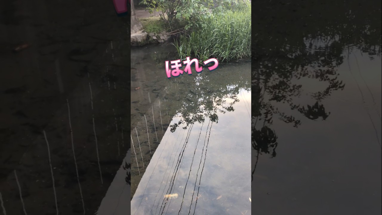 2026.4.292匹居ました！大谷川ナマズ釣り！ #fishing #釣り #catfish