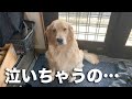 「ハウス！」と言われて悲しそうな顔をする子